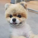 헬로동물병원 이미지