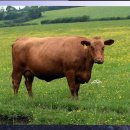 마고헤어 이미지