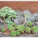 파랑새농장 이미지