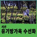 이가옥 | 서산 유기방가옥 수선화 만개, 4월 방문후기 (+ 평일 꿀팁)