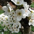청하농장 네이버블로그