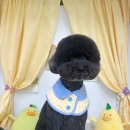 댕댕아 이리온 이미지