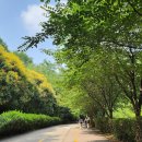 노을공원가로수길 이미지