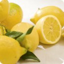 레몬라이프 이미지