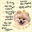 펫라운지 애견유치원 애견호텔 애견미용 이미지