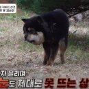 깜순이농장 이미지