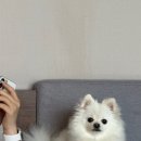 대관령호텔 | [강원도/평창 숙소] 대관령 애견동반 가능한 라마다호텔 펫룸 후기