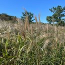 장산억새밭 이미지