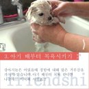 마루애견 이미지