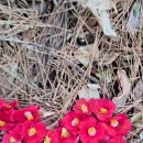 매정 1 매정1구경로당 | 거제 장승포 맛집 중화요리 몽 비오는 날 먹방