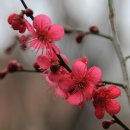 산유화 이미지