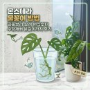 수경플라워 | 몬스테라 아단소니 물꽂이 방법 | 공중뿌리 살려 번식부터 수경재배 분갈이까지 후기