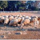 행운목장 이미지