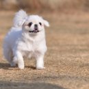 지니하니 네이버블로그