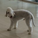 강아지호텔고양이강아지무료분양
