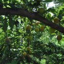 이리농장 이미지