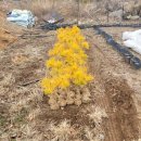 황금슈퍼 이미지