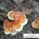(주)코레일유통(사릉역) | 남양주 문재산, 문령산