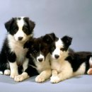 이쁜강아지 이미지