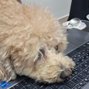 내이1길 | 프렌즈 엎어진 치즈 케이크