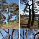 왕소나무길 이미지