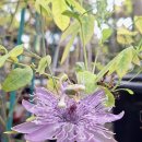 알비레오 이미지