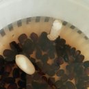 용인대 자양복싱 이미지