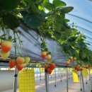 자매농장 이미지