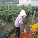 삼박농장 이미지