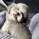 데이지 독 이미지