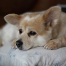 팔자좋은강아지 이미지