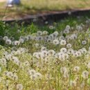 민들레홀씨 이미지