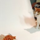 남양사료 이미지