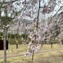 경화벚꽃한의원 이미지