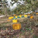 호랭이농장 이미지