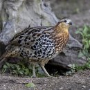 Mountain Bamboo Partridge 이미지