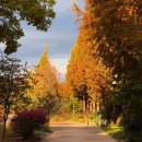 항동푸른도서관 | [부천/구로] 서울 가을 단풍 명소 푸른수목원 ｜ 주차 꿀팁, 항동철길, 항동저수지, 항동푸른도서관