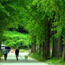 선유대 도장 이미지