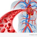 혈액순환 안될때 증상 혈액순환에 좋은 음식 및 운동 이미지