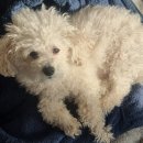 파라곤동물병원 이미지