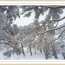 몽블랑 산악회 대관령 제왕산(840m) 눈꽃산행(시산제) 이미지