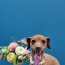 마실오개 이미지