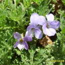 토종닭농장 이미지