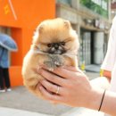 대구애견호텔 애견유치원 모여라솜뭉치 본점 이미지