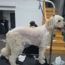 루이앤코코 이미지