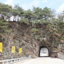 라제통문벚꽃길 이미지