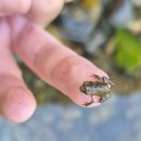 별따러가자2 | 평창펜션 흥정계곡펜션 강원도수영장펜션 별따러가자