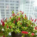 여우꼬리 이미지