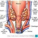 부갑상선parathyroid gland 이미지