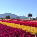 삼정한우촌 | 강원도 철원 고석정꽃밭 주차 운영시간 입장료 10월 국내여행 추천